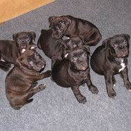 staffordshire bull terrier puppies
