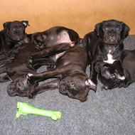 staffordshire bull terrier puppies